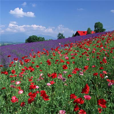 赌博pg电子平台